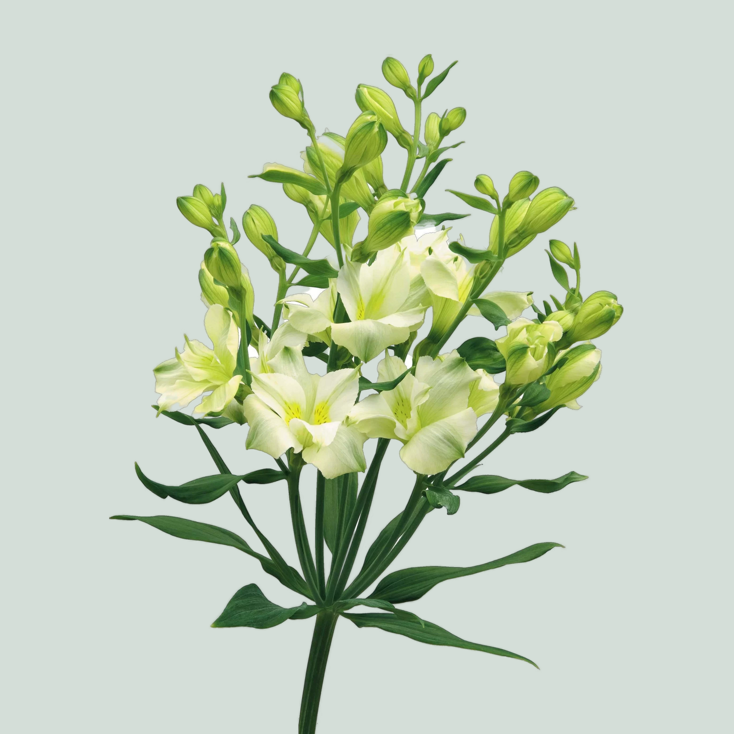 Alstroemeria Paradiso (10 Stems)