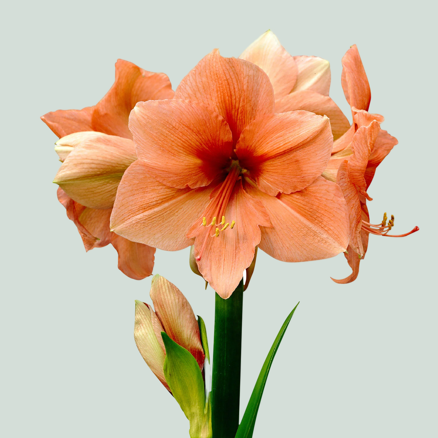 Amaryllis Rilona (15 Stems)