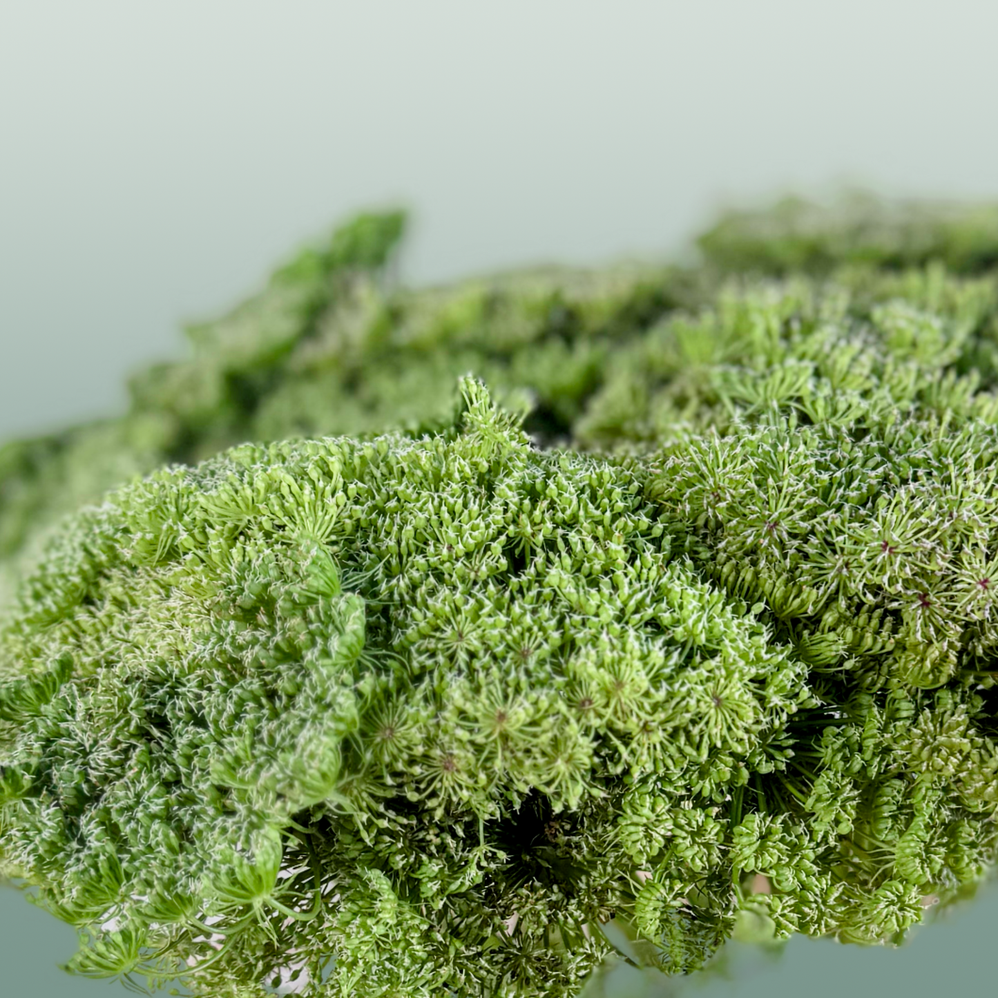 Ammi Green Mist (Dill)
