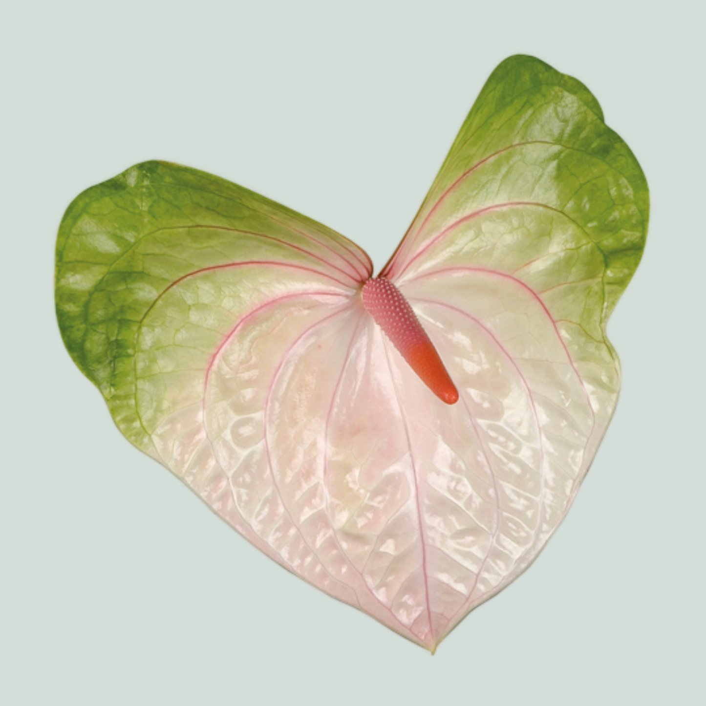 Anthurium Acura (10 Stems)