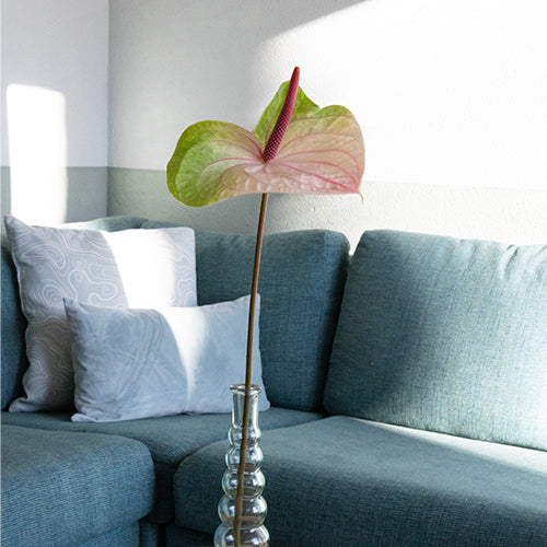 Anthurium Acura (10 Stems)