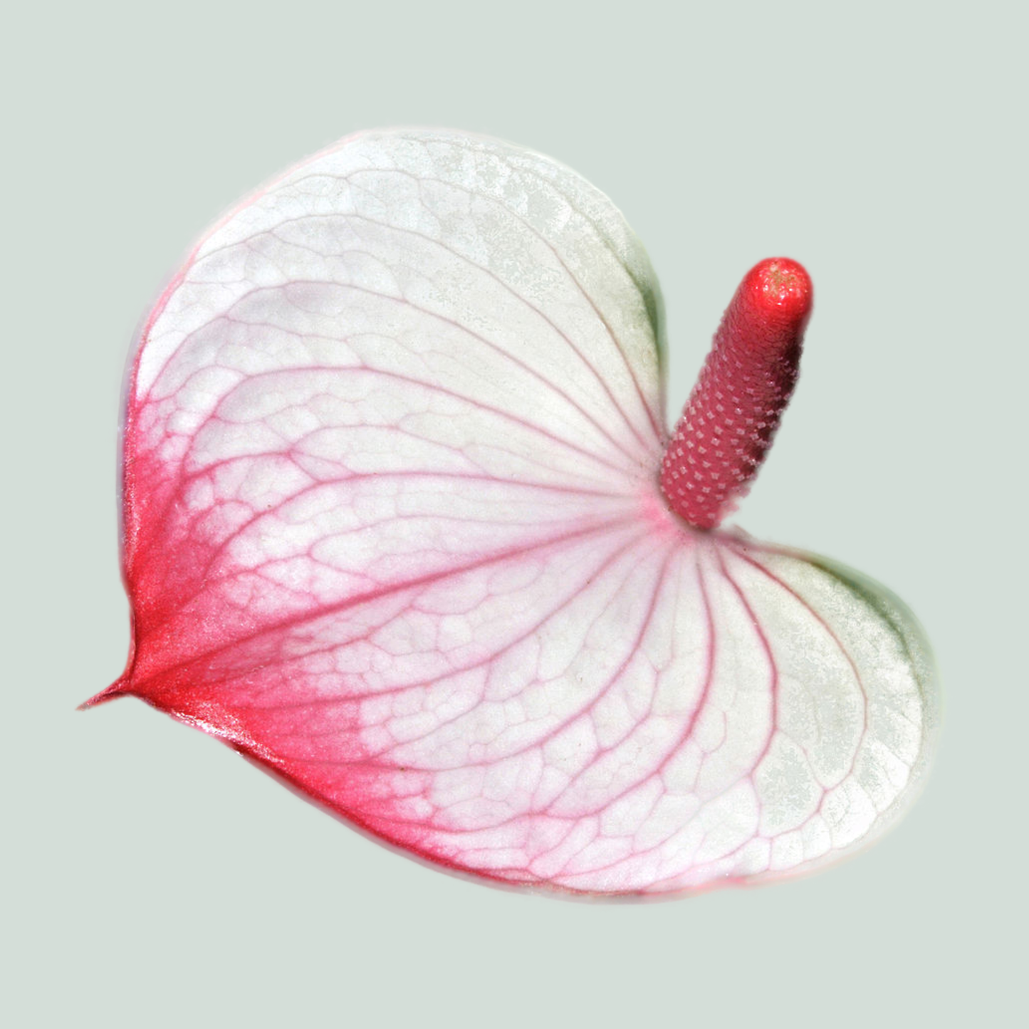 Anthurium Amalia Elegance (30 Stems)