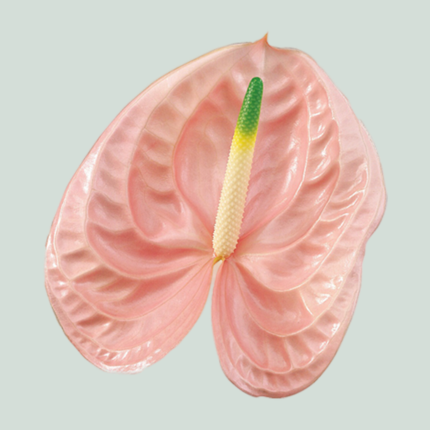 Anthurium Cheers (10 Stems)