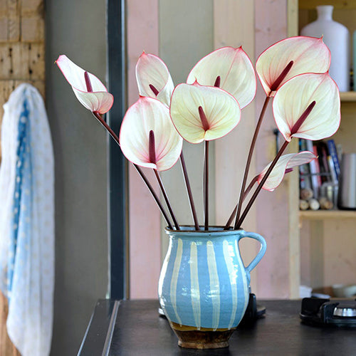 Anthurium Facetto (10 Stems)