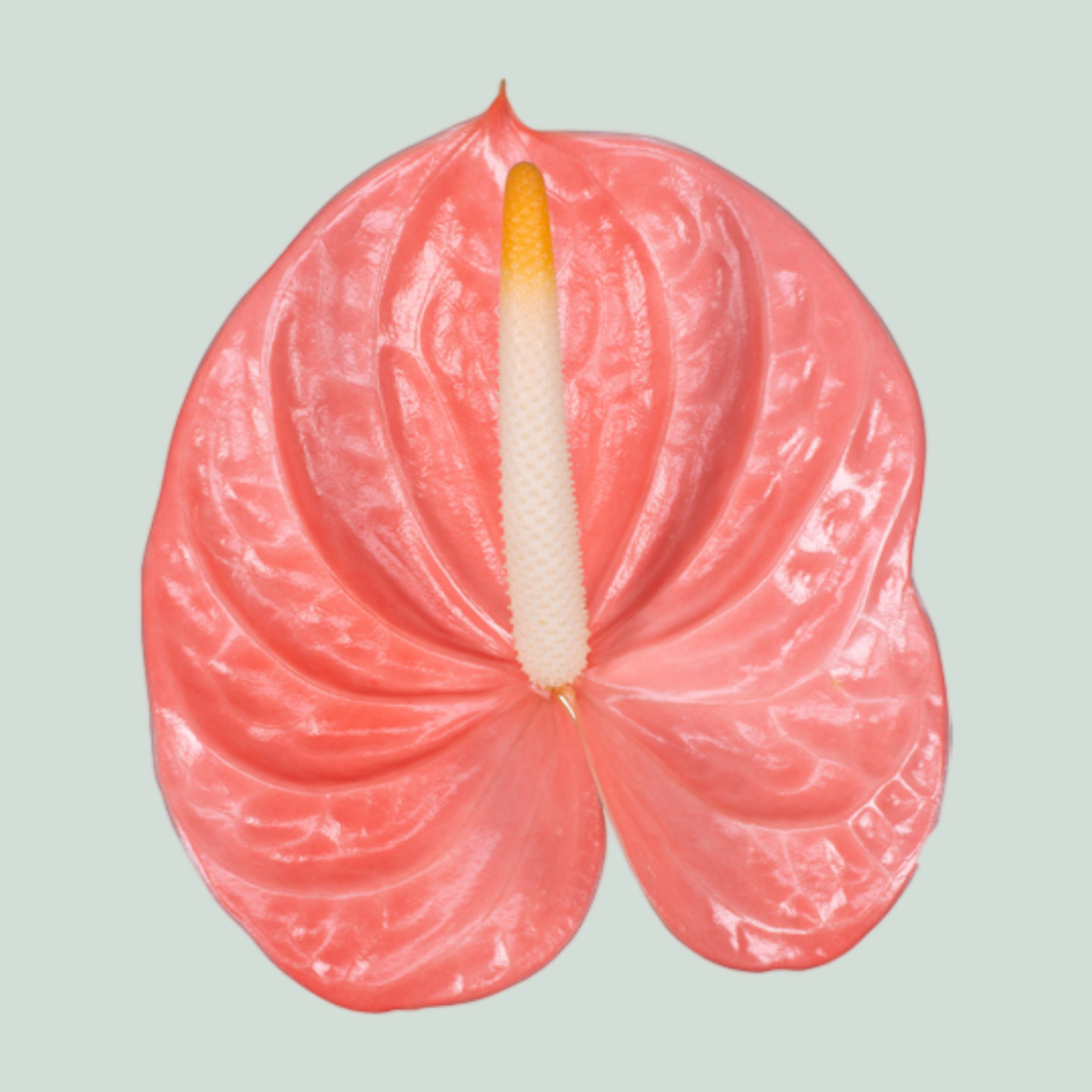 Anthurium Farao (10 Stems)