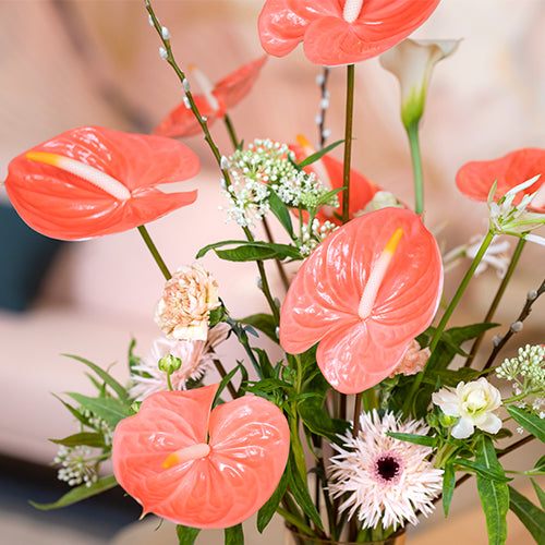 Anthurium Farao (10 Stems)