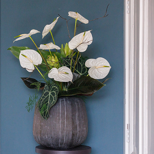Anthurium Graciosa (10 Stems)