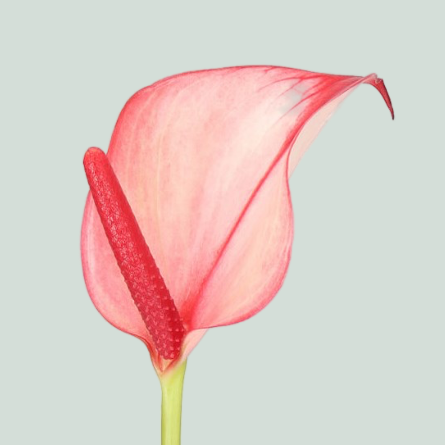 Anthurium Hot Lips (30 Stems)