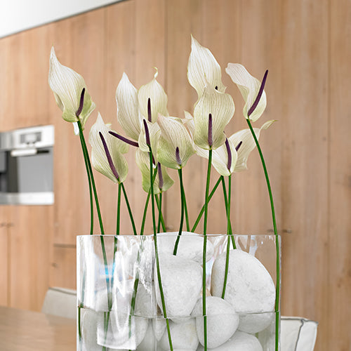 Anthurium Lumina (12 Stems)