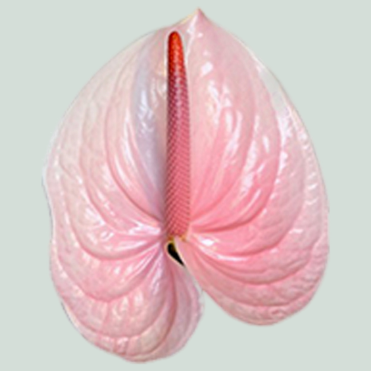 Anthurium Lunette (12 Stems)