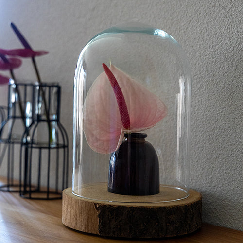 Anthurium Lunette (12 Stems)