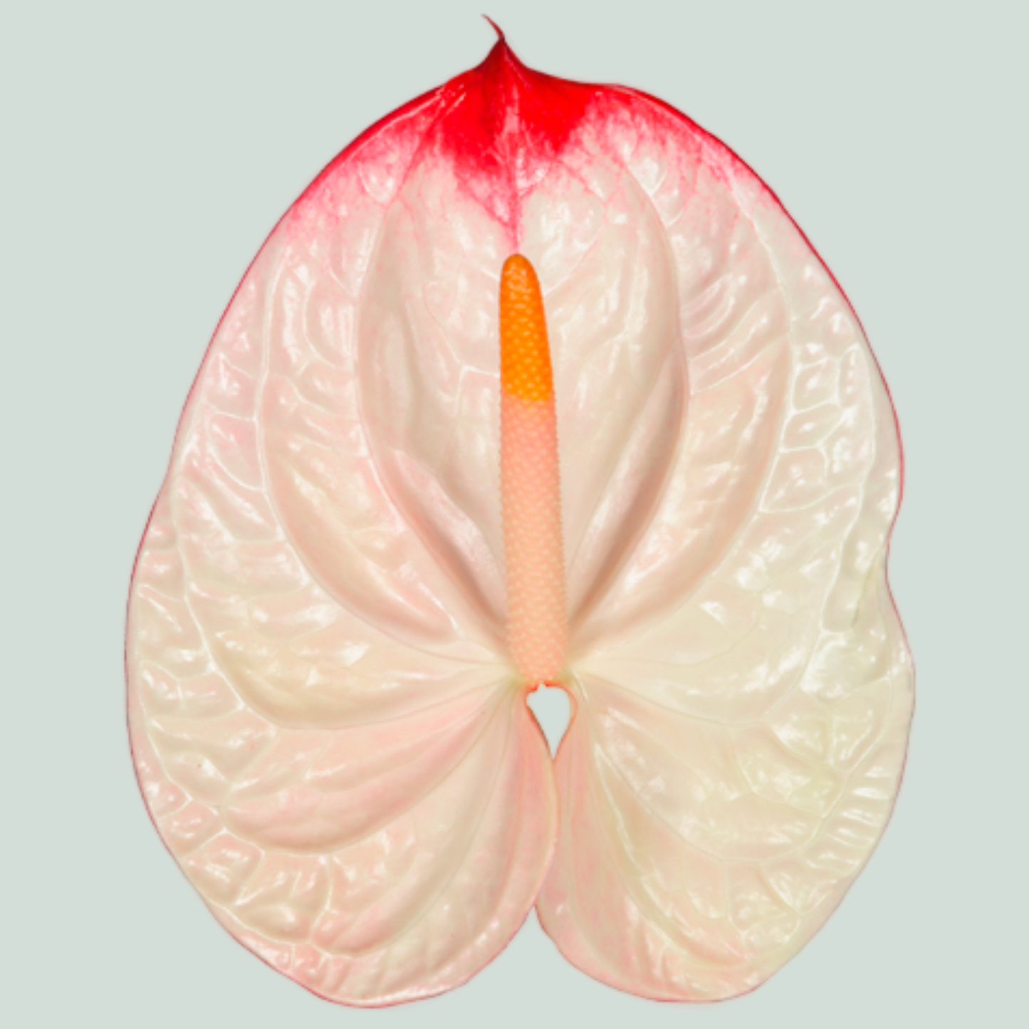 Anthurium Lybra (10 Stems)