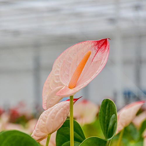 Anthurium Lybra (10 Stems)