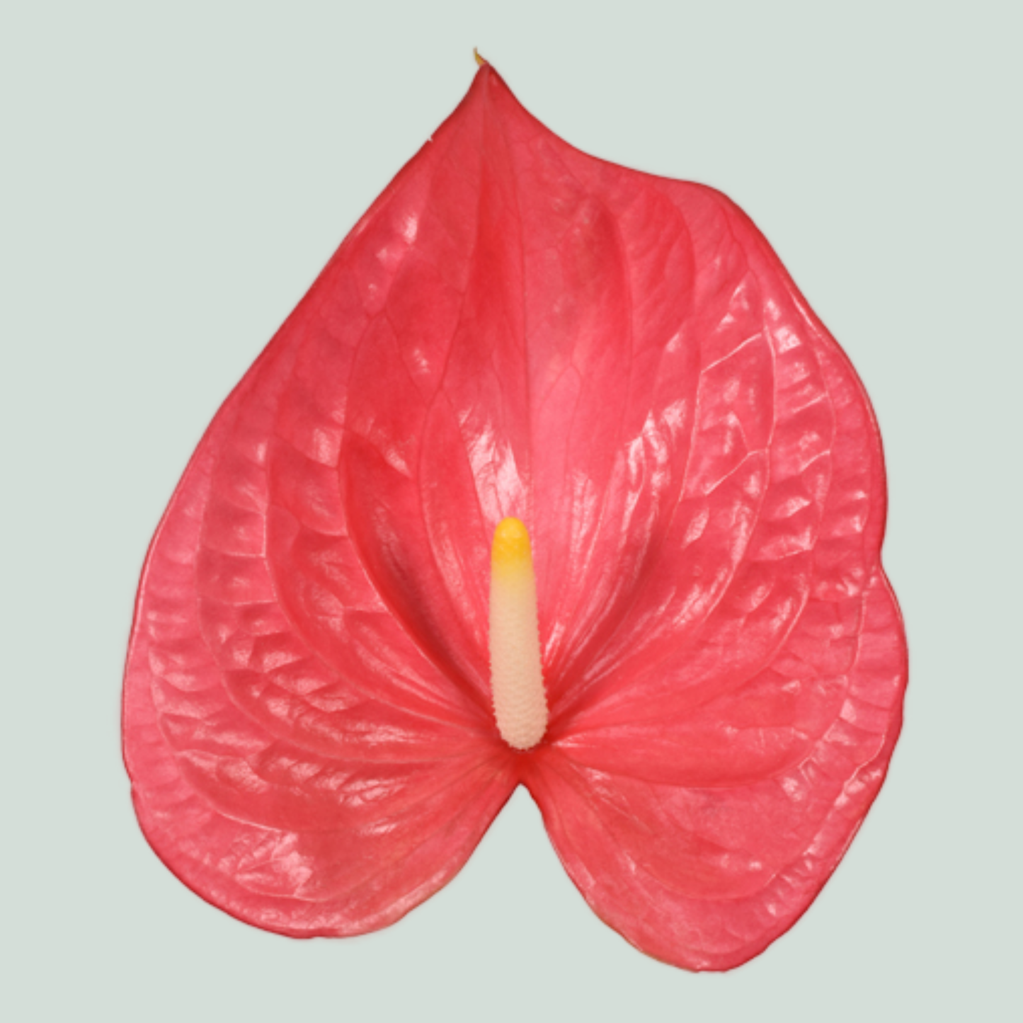 Anthurium Maine (16 Stems)
