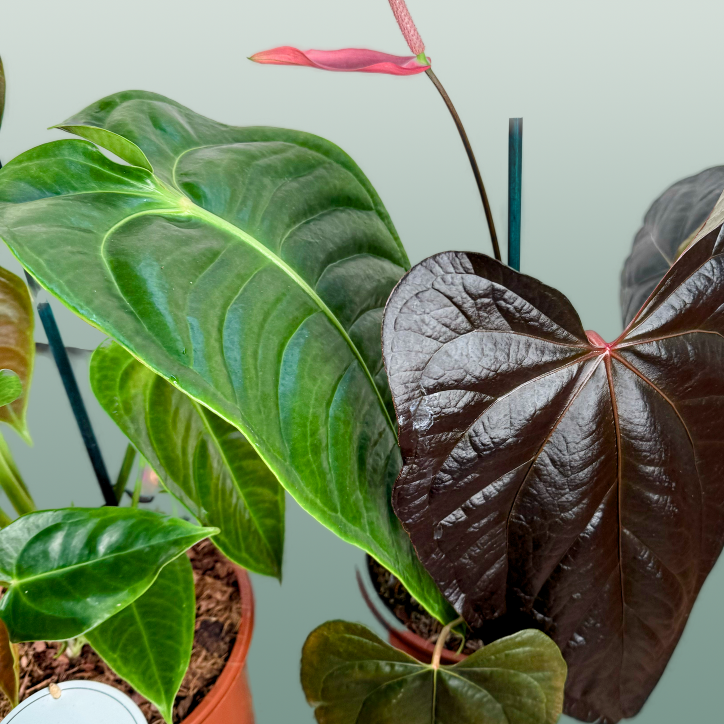 Anthurium Gemengd Special