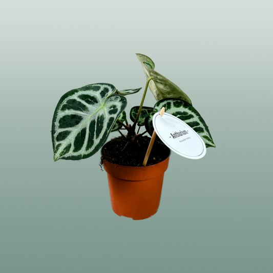 Anthurium Silver Blush