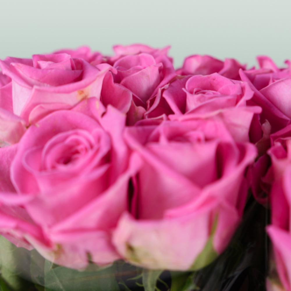 Rose Aqua 60cm (20 Stems)
