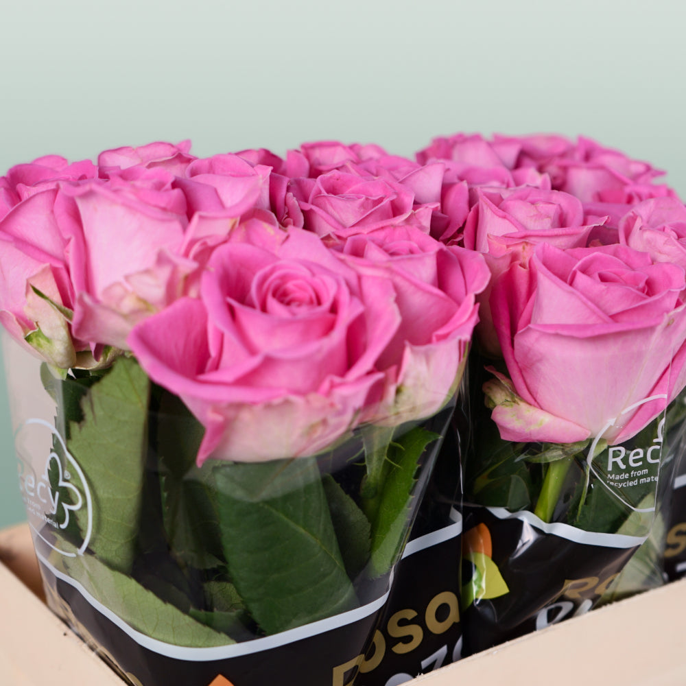 Rose Aqua 60cm (20 Stems)