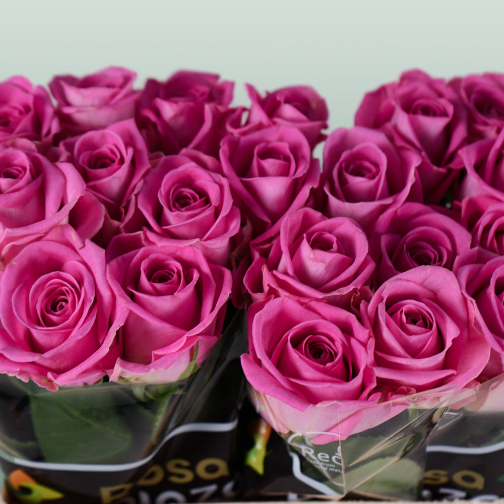 Rose Aqua 60cm (20 Stems)