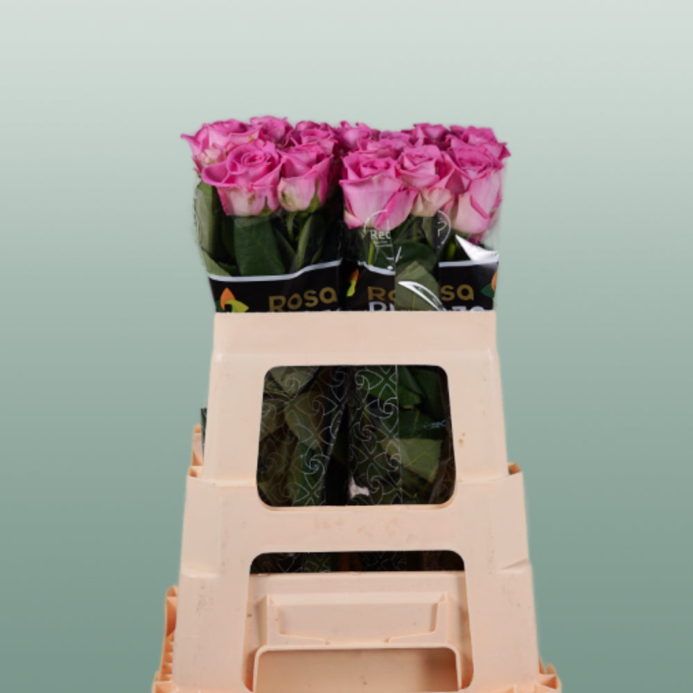 Rose Aqua 60cm (20 Stems)