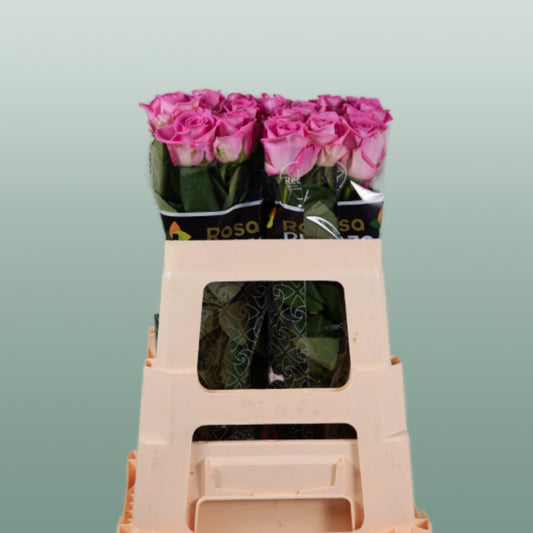Rose Aqua! (20 Stems)