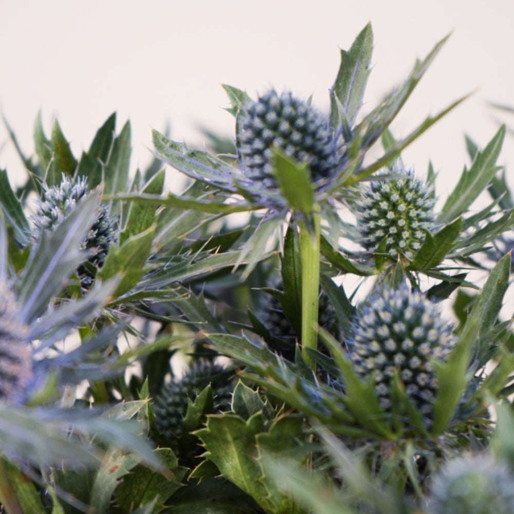 Eryngium Aquarius Questar (Thistle)