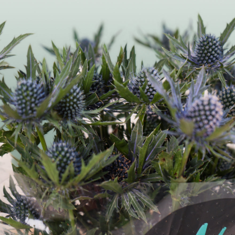 Eryngium Aquarius Questar (Thistle)