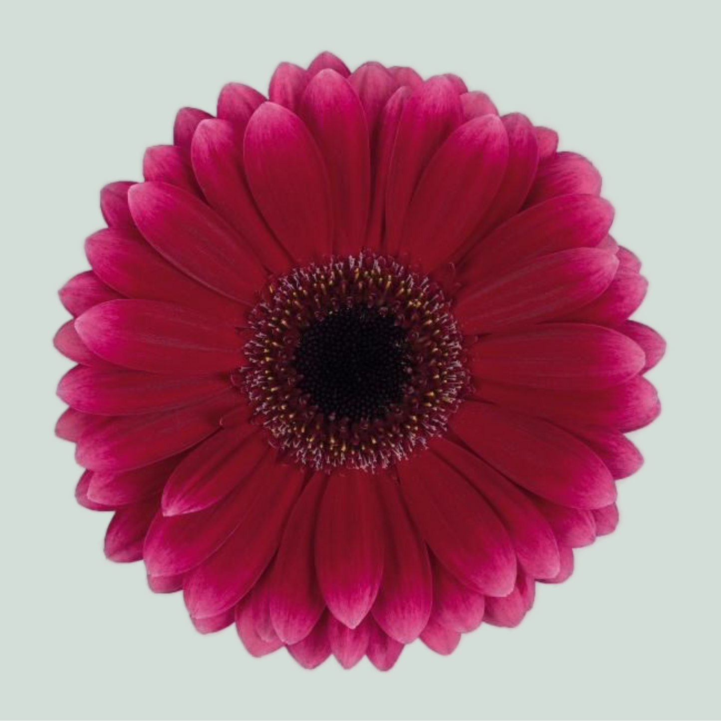 Germini Arabel (20 Stems)