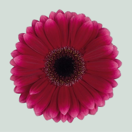 Germini Arabel (20 Stems)