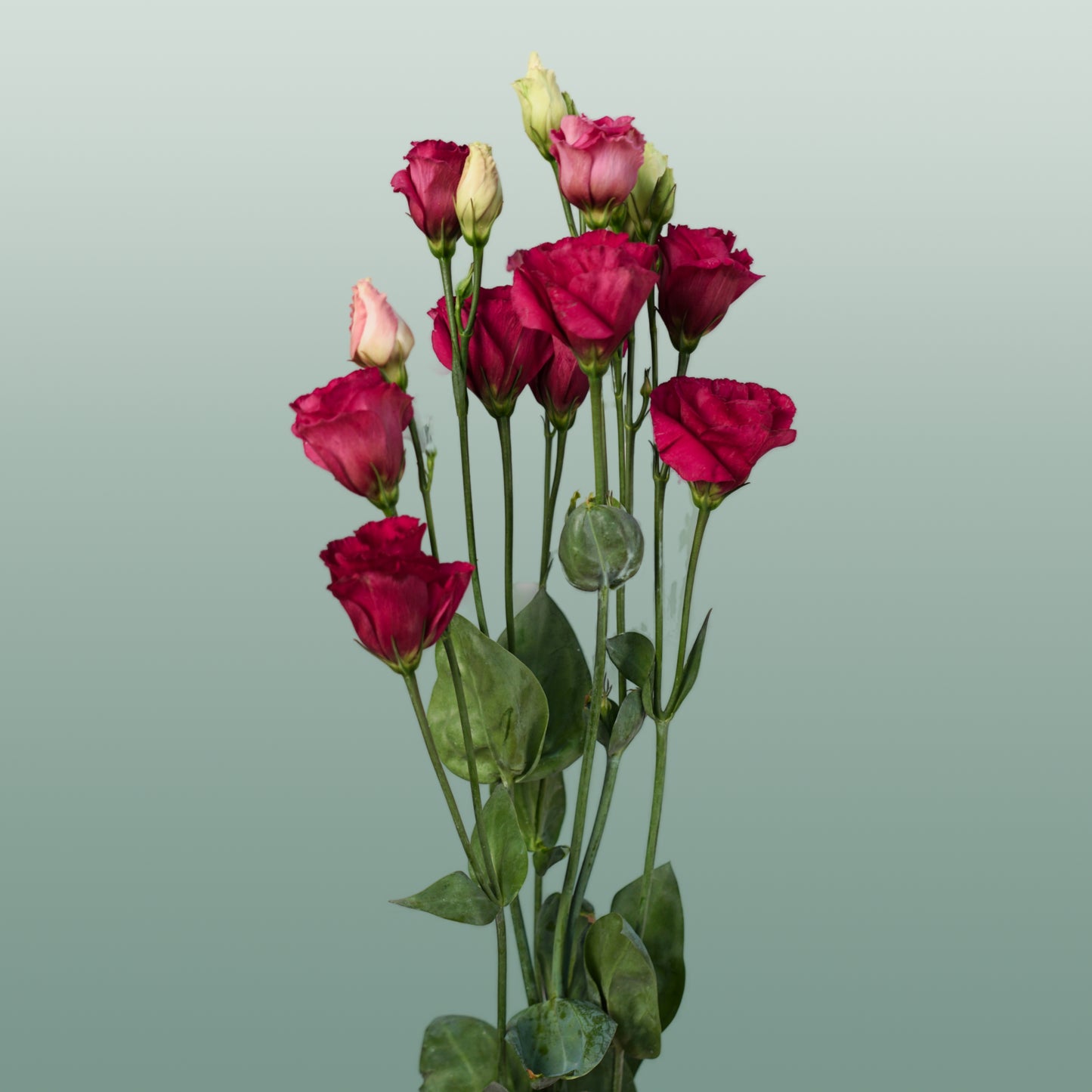 Lisianthus DBL. Arosa Red (10 Stems)