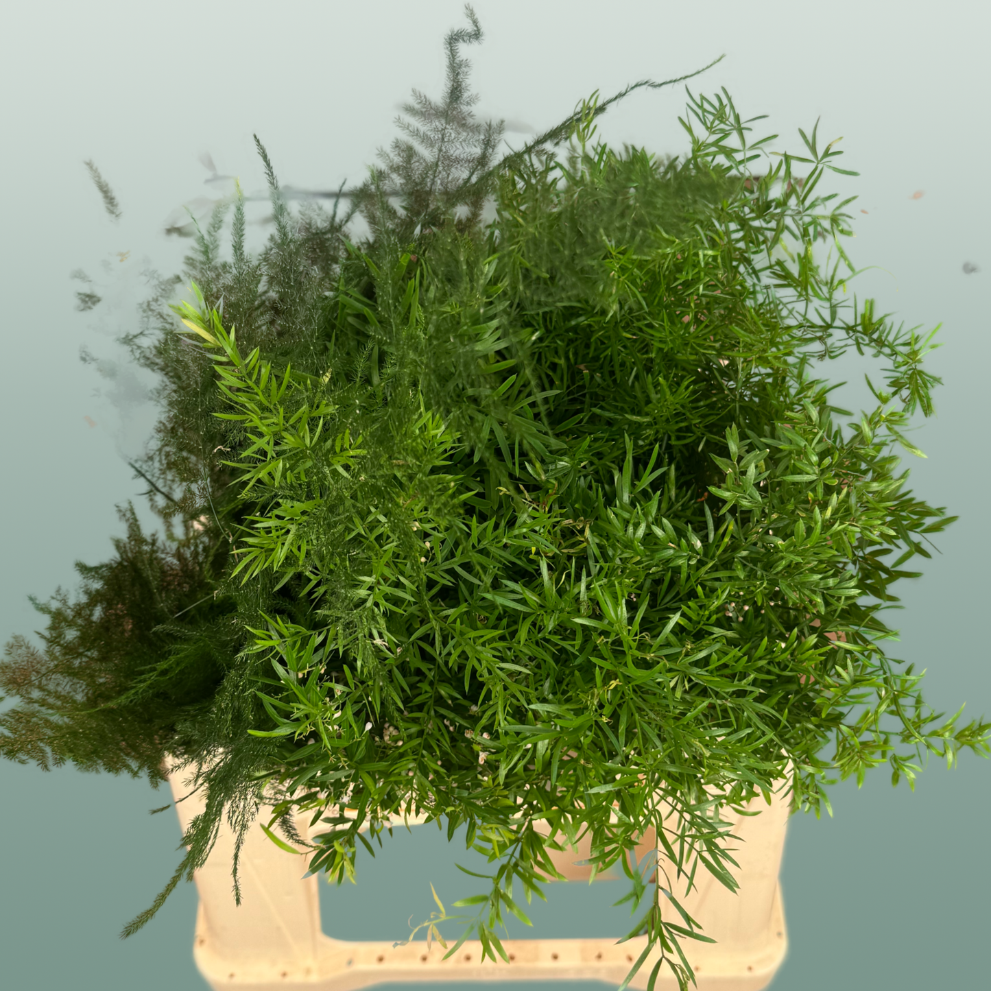 Asparagus Mix
