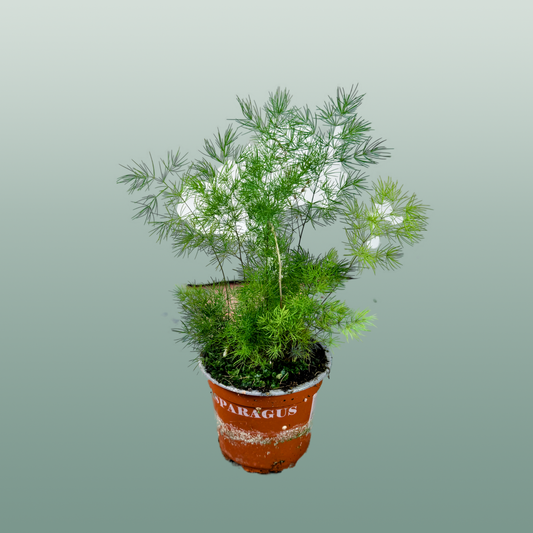 Asparagus Umbellatus