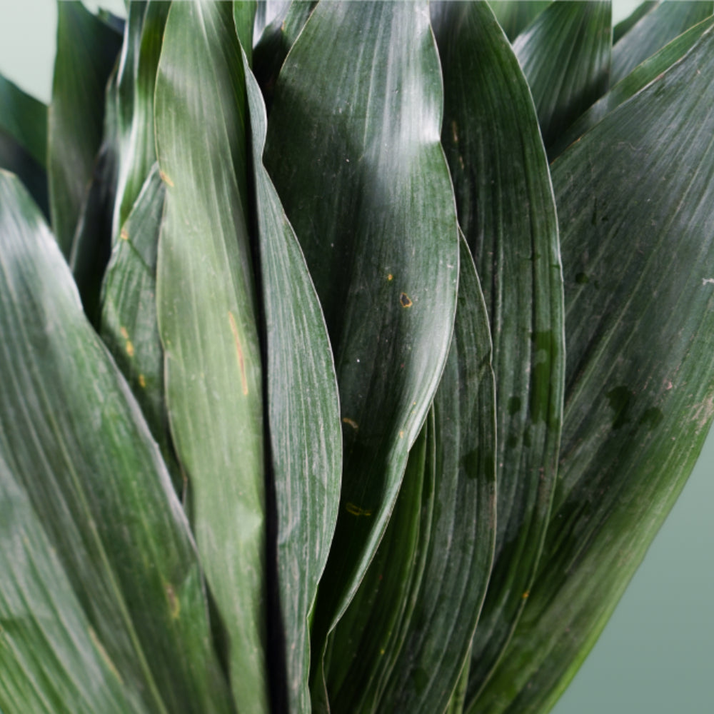 Dec Aspidistra Leaf (5 Bunches)