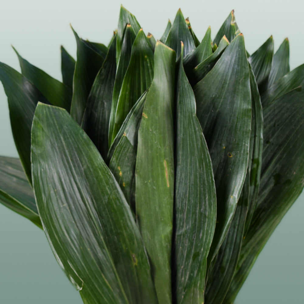 Dec Aspidistra Leaf (5 Bunches)