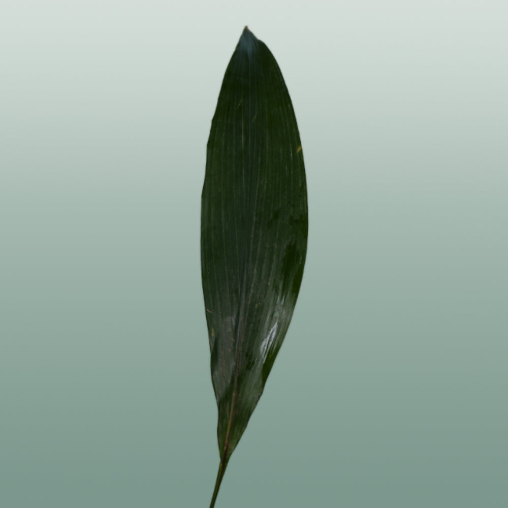 Dec Aspidistra Leaf (5 Bunches)