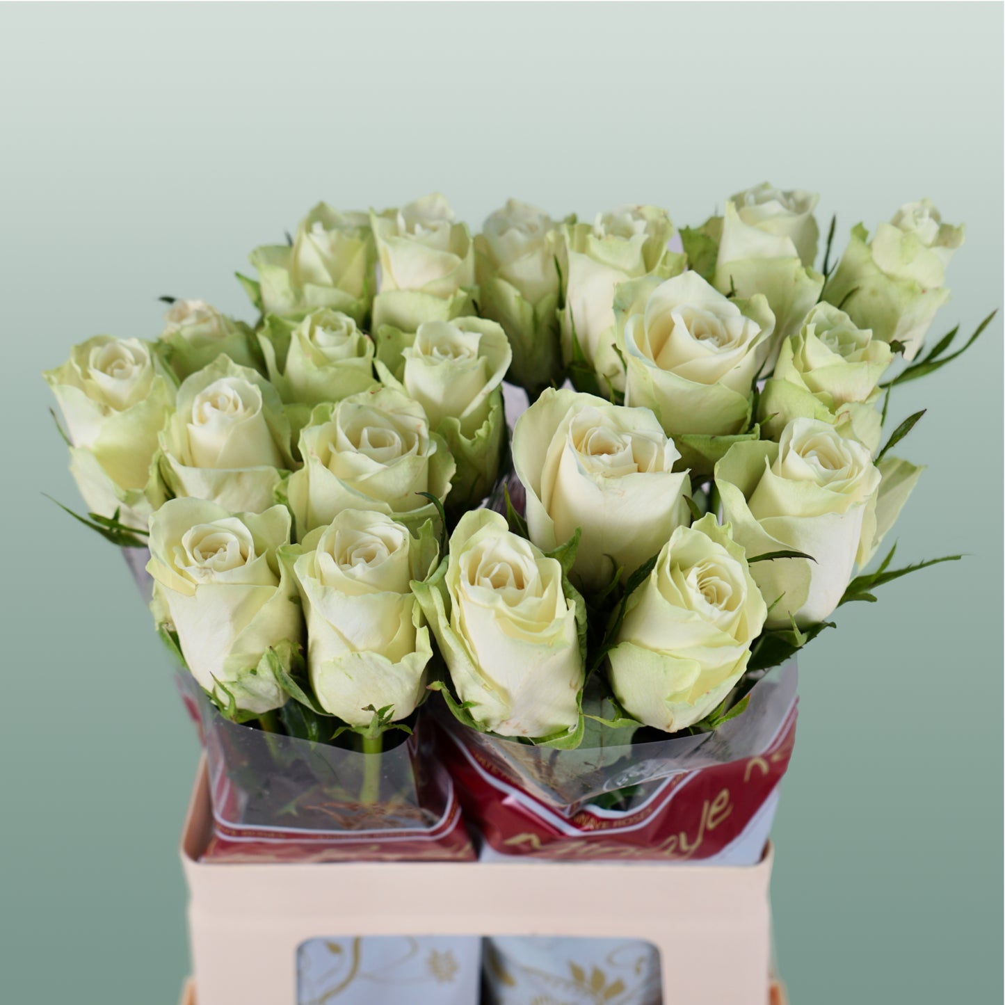 Rose Athena 40-60cm (20 Stems)