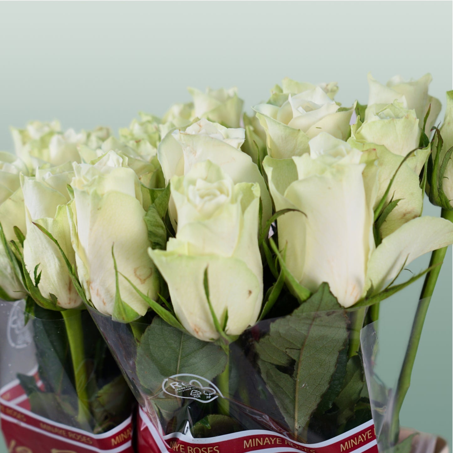 Rose Athena 40-60cm (20 Stems)