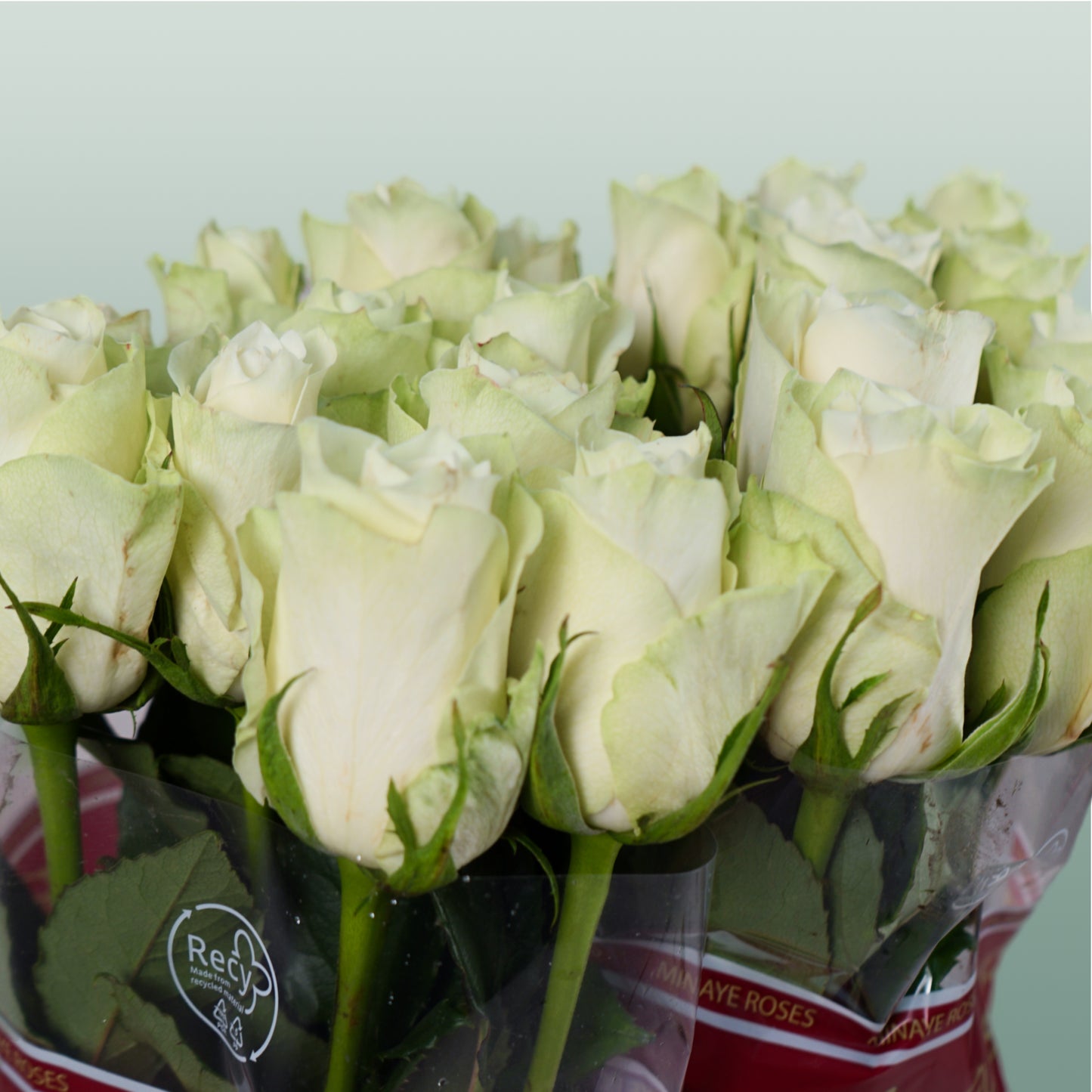 Rose Athena 40-60cm (20 Stems)