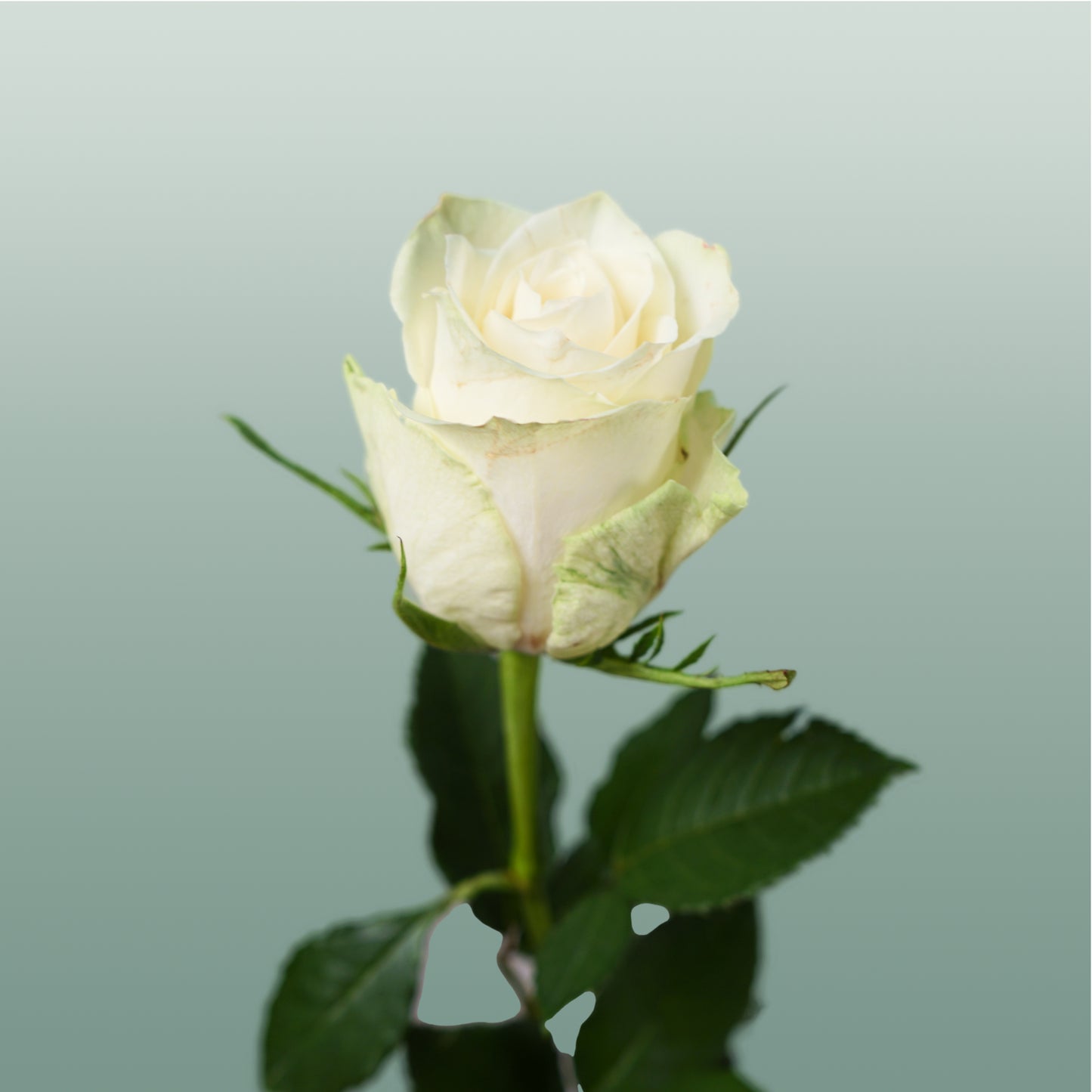 Rose Athena 40-60cm (20 Stems)