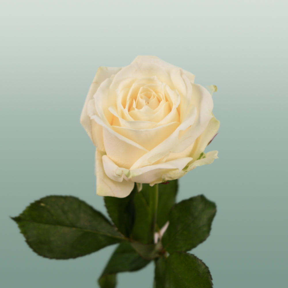 Rose Avalanche White 40-80cm (20 Stems)