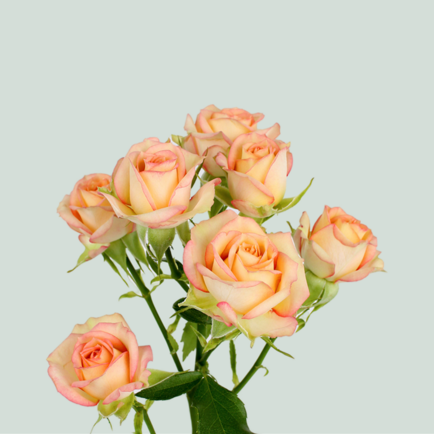 Rose Azore (Spray) (10 Stems)