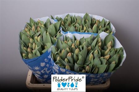 Tulip Orange Wholesalers Choice