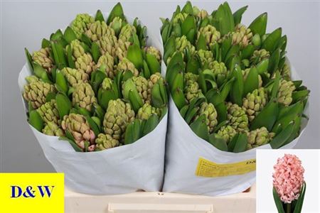 Hyacinth Pink Wholesalers Choice