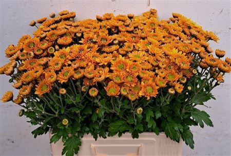 FeedSync:wholesale:cc2c525858fd19b118d2e5f4327183b2ae834cfa