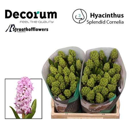 Hyacinth Splendid Cornel