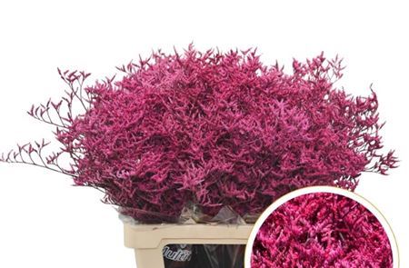 FeedSync:wholesale:62cb4d02bbc97e892a41fa11884974f635346f46