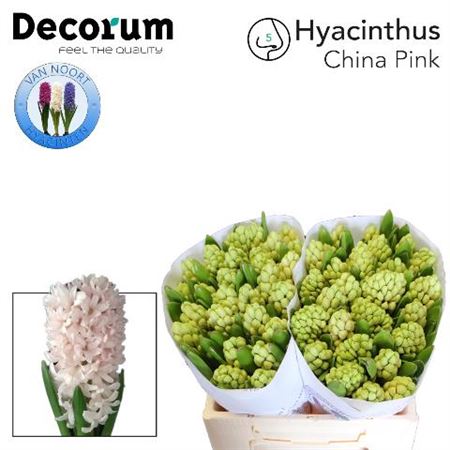 Hyacinth China Pink