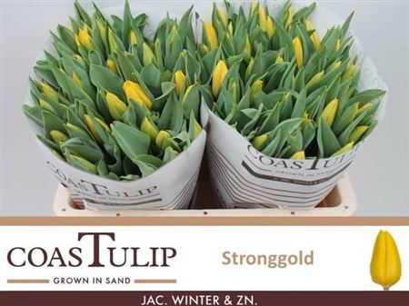 Tulip Coast En Strong Gold Extra