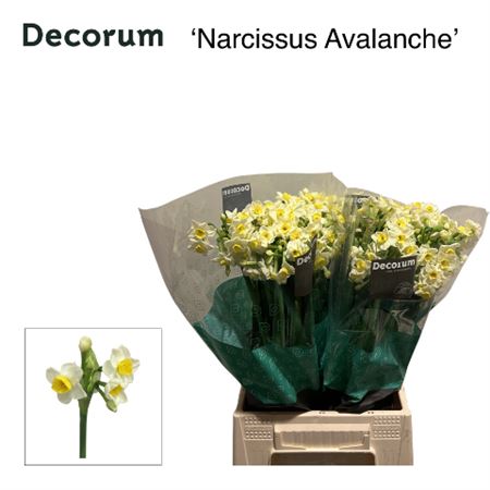 Daffodil Avalanche