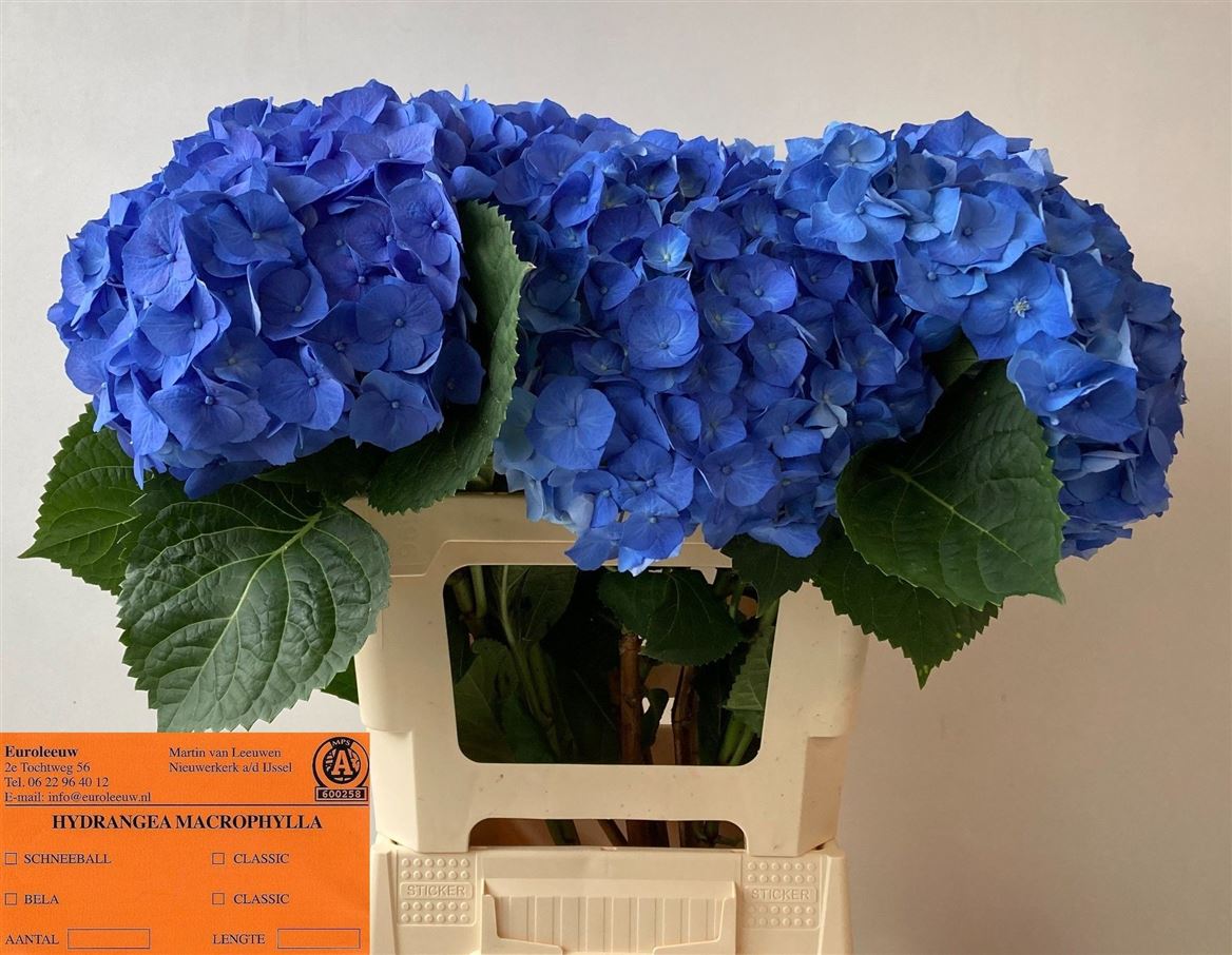 Hydrangea M Bela Blue